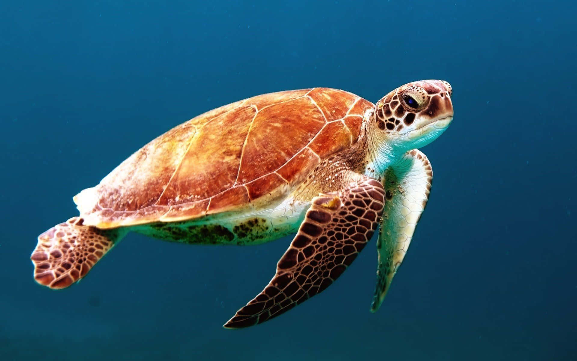 sea turtle 桌布 壁紙 — 一隻綠海龜優雅地滑過清澈的藍色海水，陽光從上方穿透而下。