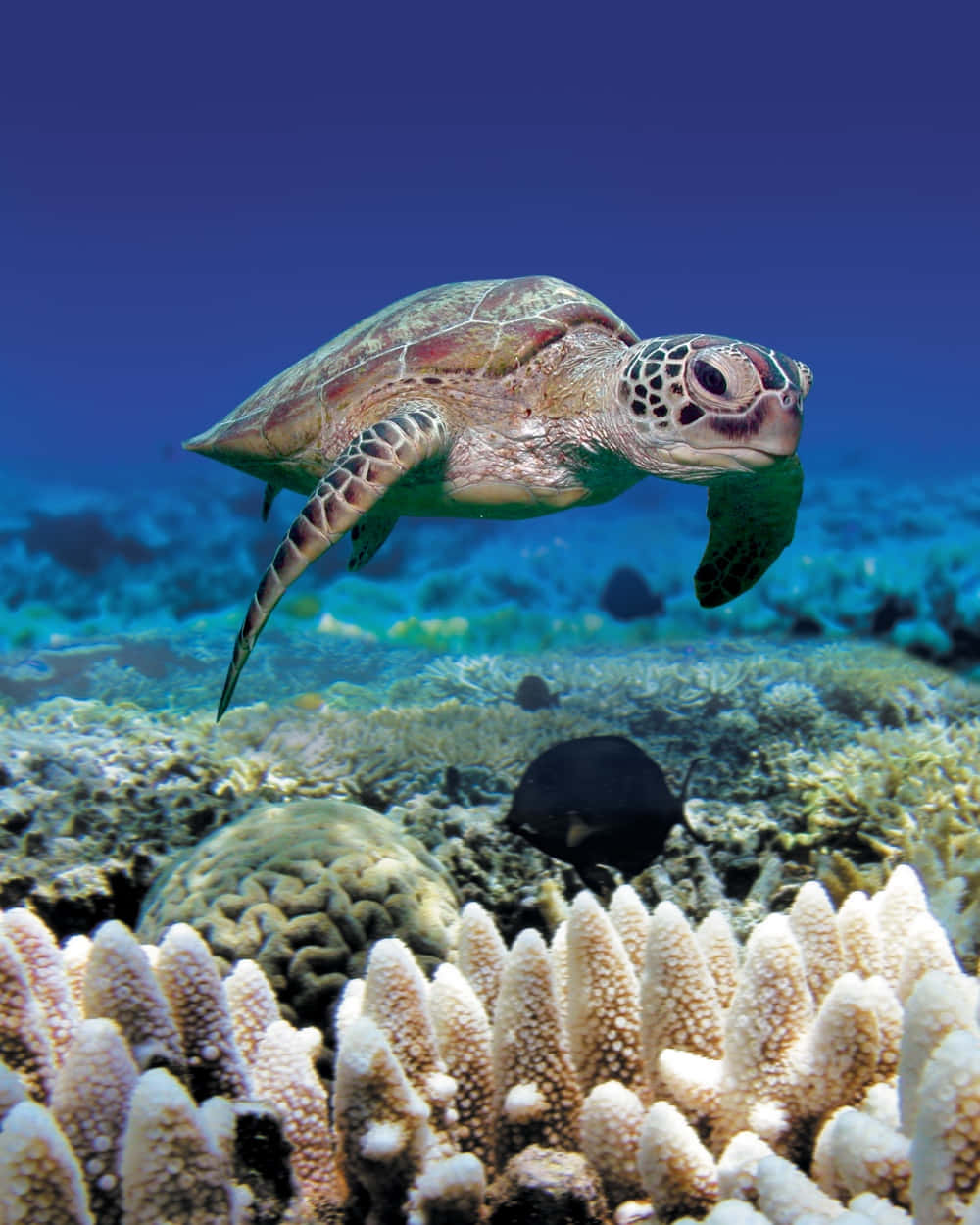 sea turtle 桌布 壁紙 — 一隻綠海龜在清澈湛藍的熱帶水域中，優雅地滑過色彩繽紛的珊瑚礁。