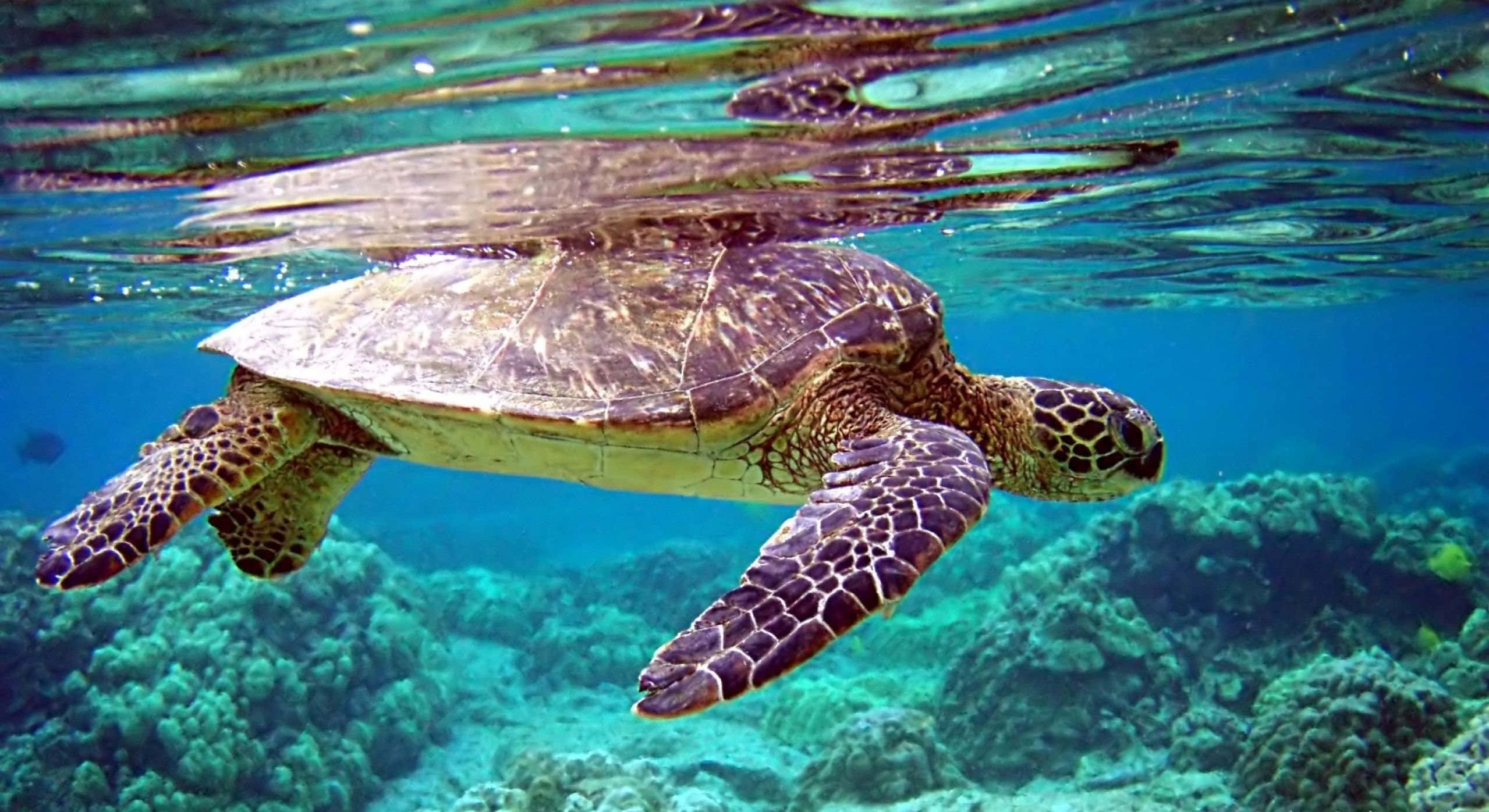 海龜 桌布 壁紙 — 一隻綠海龜在清澈的碧綠海水上優雅地滑過充滿活力的珊瑚礁。