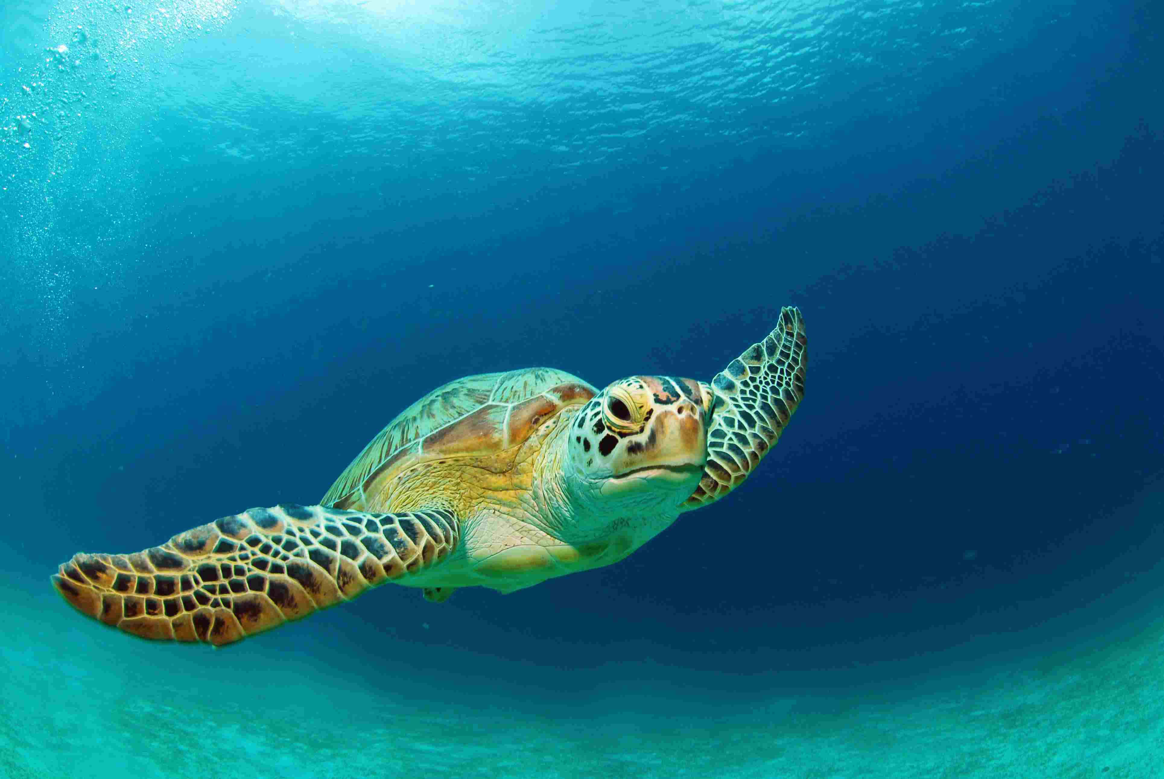 sea turtle 桌布 壁紙 — 一隻綠海龜在清澈的碧綠海水中優雅地滑行，陽光從上方穿透而下。
