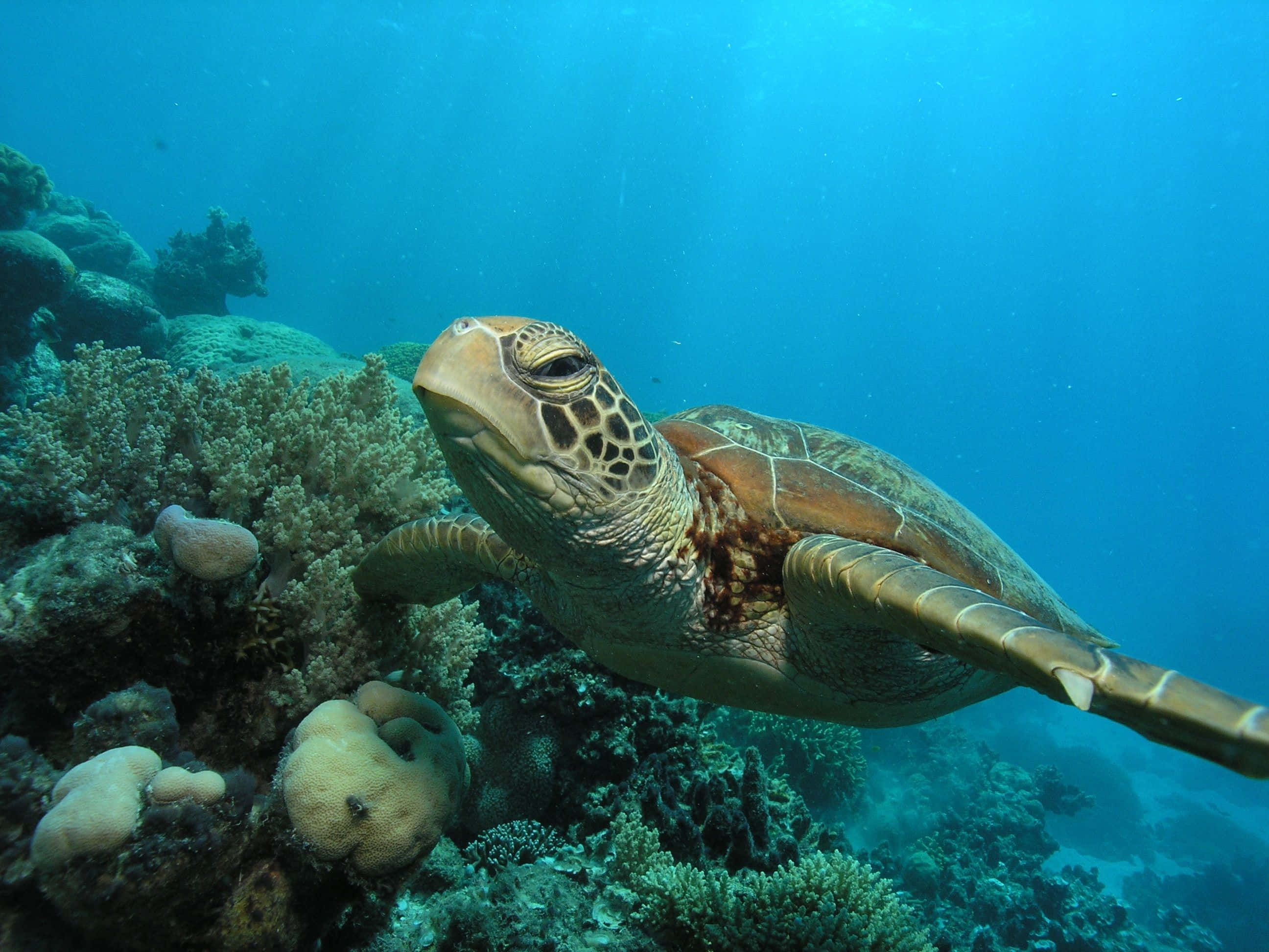 Aquatic 桌布 壁紙 — 一隻綠海龜在清澈的碧藍海水中優雅地滑過色彩繽紛的珊瑚結構。