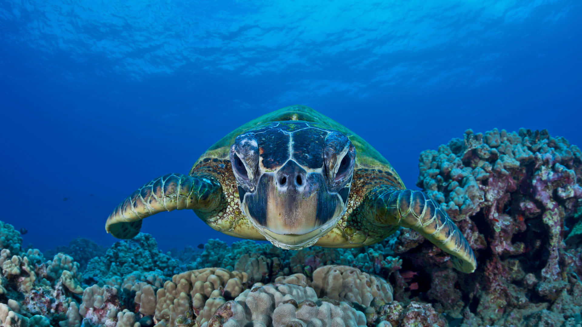 sea turtle 桌布 壁紙 — 一隻綠海龜在清澈的藍色海水下，優雅地游向鏡頭，上方是色彩繽紛的珊瑚礁。