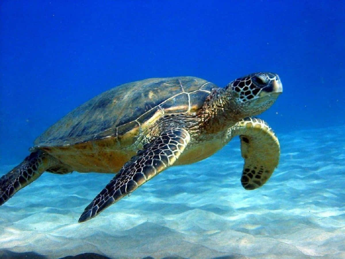 海龜 桌布 壁紙 — 一隻綠海龜在清澈的藍色海水下，優雅地滑過陽光照耀的沙質海底。