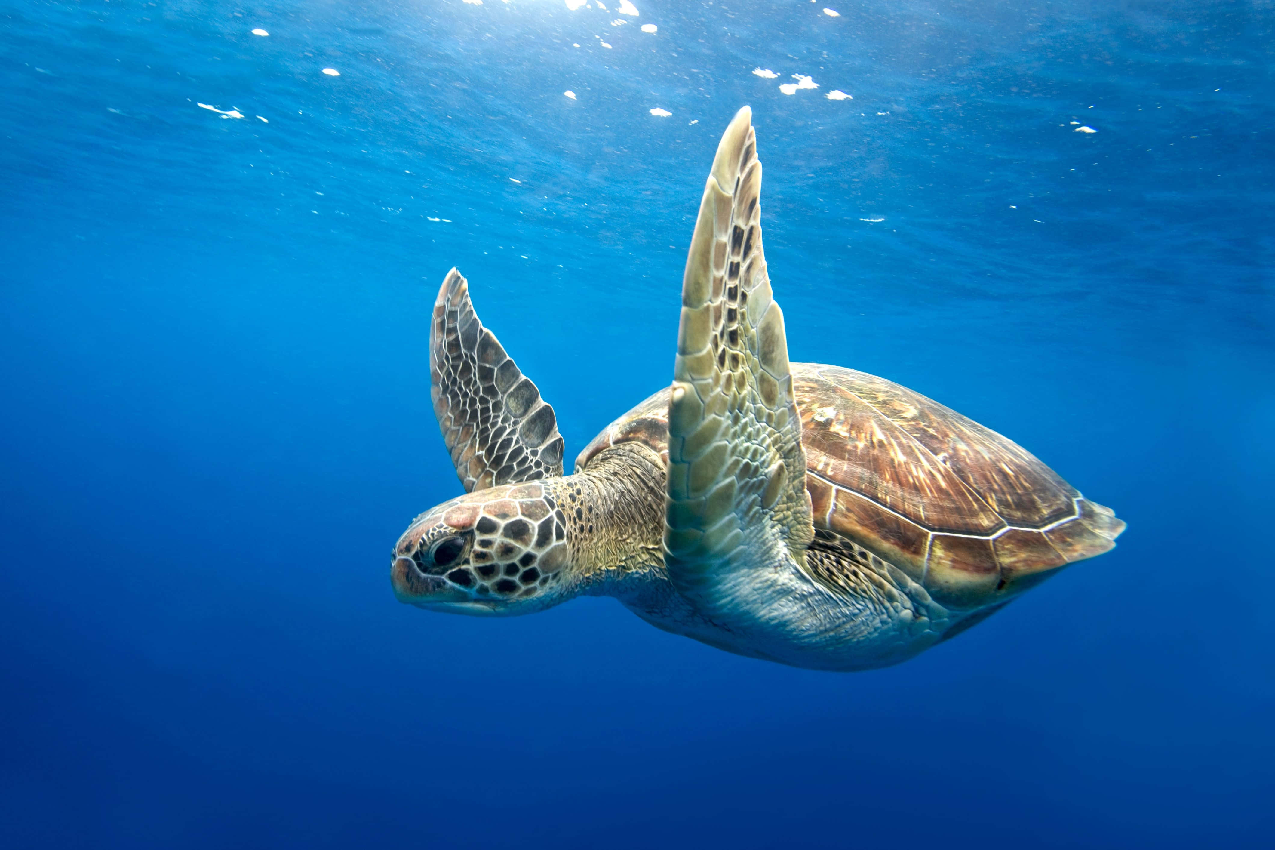 sea turtle 桌布 壁紙 — 一隻綠海龜在清澈的藍色海水中優雅地滑行，陽光從上方照射下來。