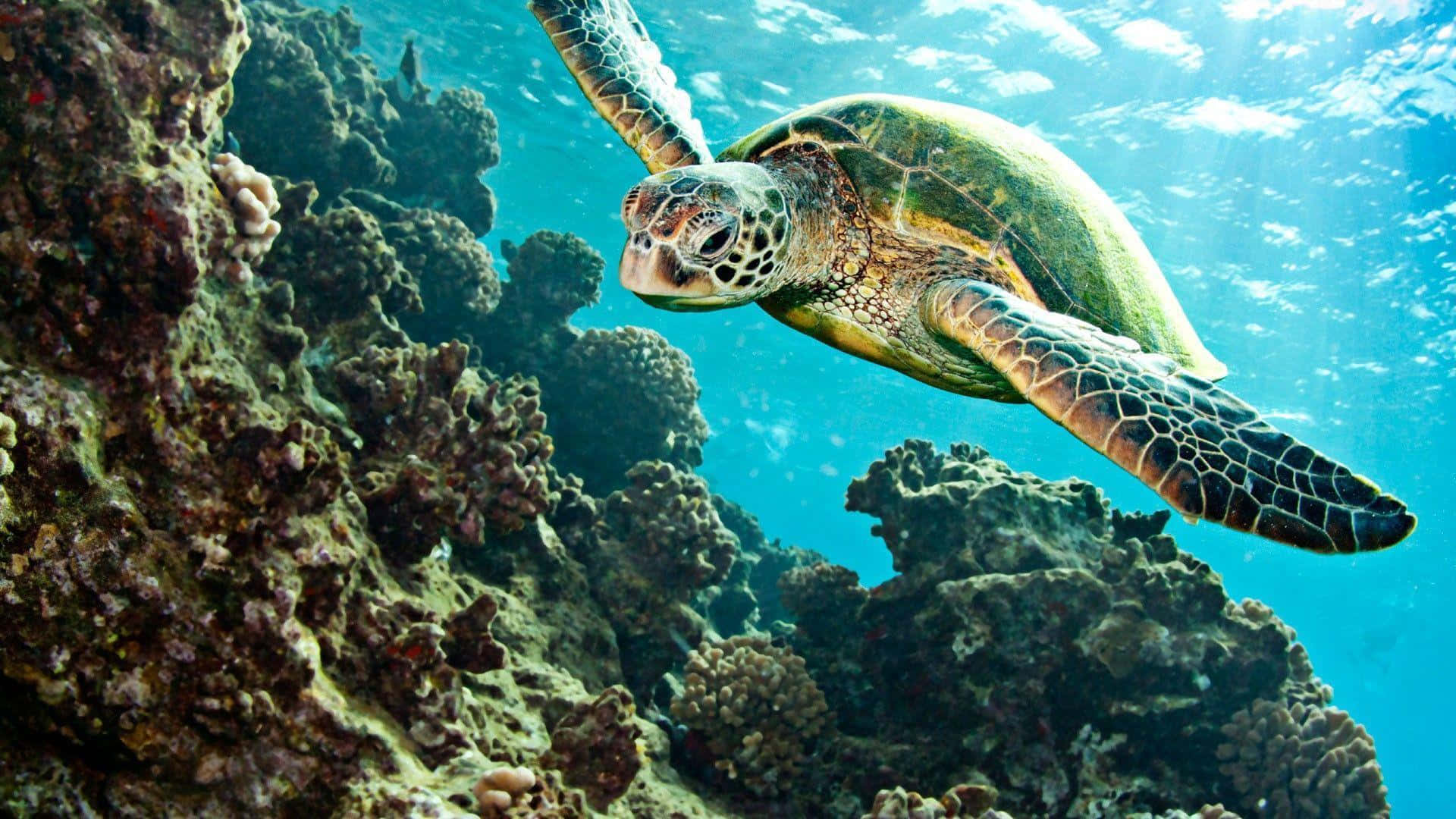 tortoise 桌布 壁紙 — 一隻綠海龜在清澈碧綠的海水中，優雅地滑過色彩繽紛的珊瑚群旁邊。