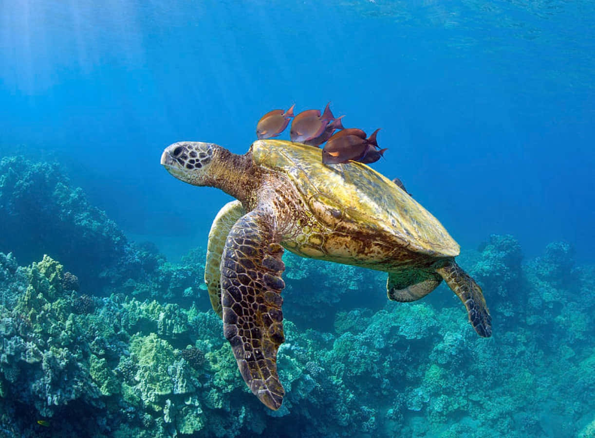 sea turtle 桌布 壁紙 — 一隻綠海龜在色彩繽紛的珊瑚礁上方，優雅地滑過充滿活力的藍色海水，小魚在牠的殼上游動。