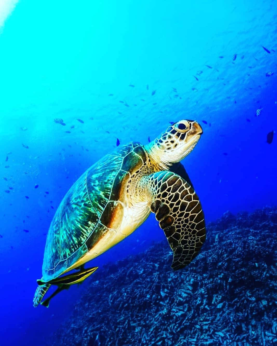 sea turtle 桌布 壁紙 — 一隻綠海龜在色彩繽紛的藍色海水優雅地滑行，上方是珊瑚礁，附近有小魚游動。