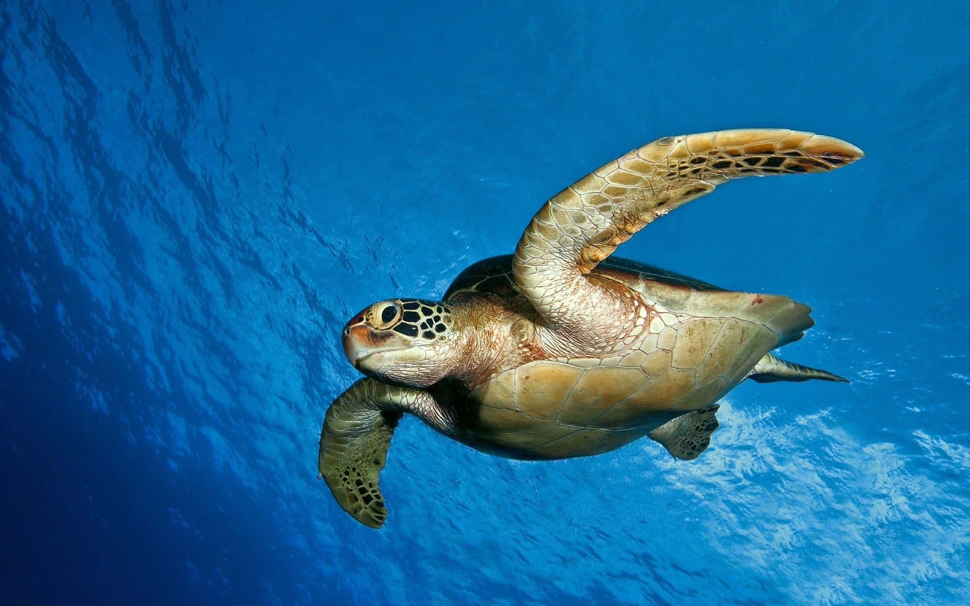 Turtle 桌布 壁紙 — 一隻綠海龜在陽光從上方穿透的湛藍海水中優雅地滑行。