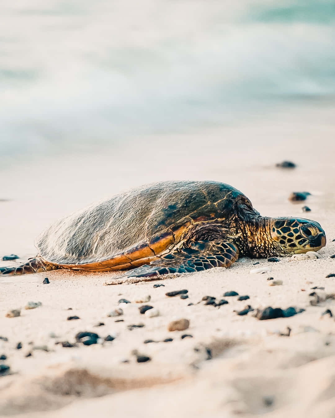 sea turtle 桌布 壁紙 — 一隻綠海龜在陽光明媚的沙灘上平靜地休息，背景是溫柔的海浪。