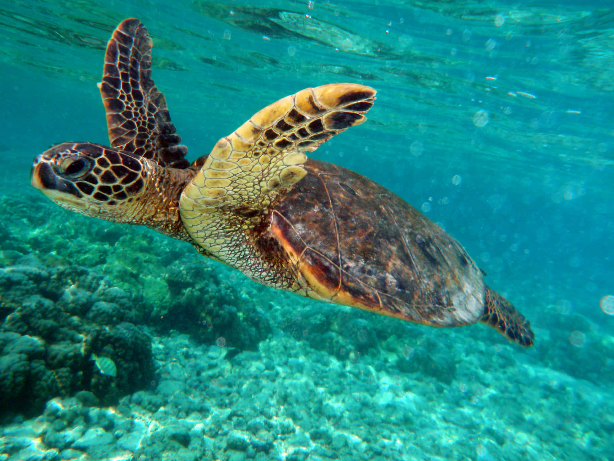 sea turtle 桌布 壁紙 — 一隻綠海龜在陽光照射的珊瑚礁上方的碧綠海水中優雅地滑行。