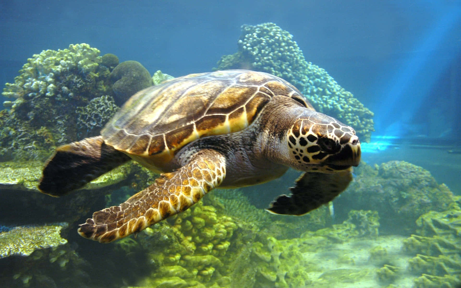 sea turtle 桌布 壁紙 — 一隻綠海龜在陽光照耀的藍色海水中優雅地穿梭於色彩繽紛的珊瑚礁之間。