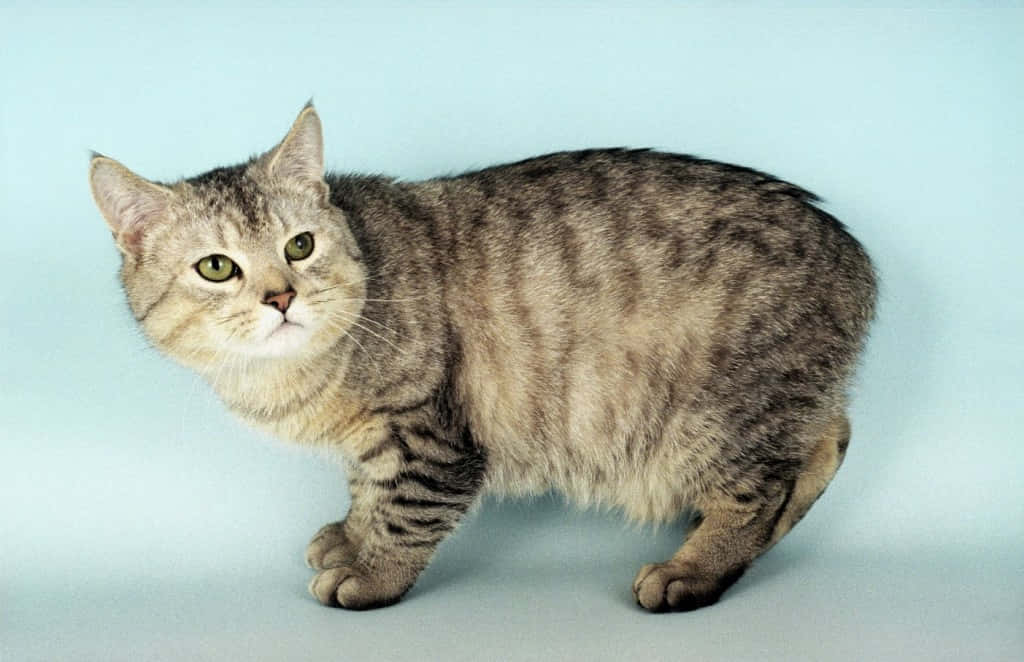 Manx Cat 桌布 壁紙 — 一隻綠眼睛嘅虎斑貓，喺純淺藍色背景前警覺咁企喺度。