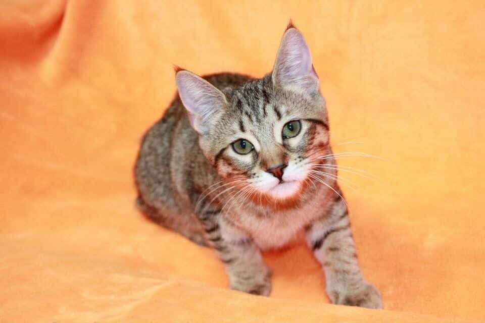 Pixie-bob Cat 桌布 壁紙 — 一隻綠眼睛嘅虎斑貓警覺咁坐喺柔軟嘅橙色布料上，用好奇嘅表情直視相機。