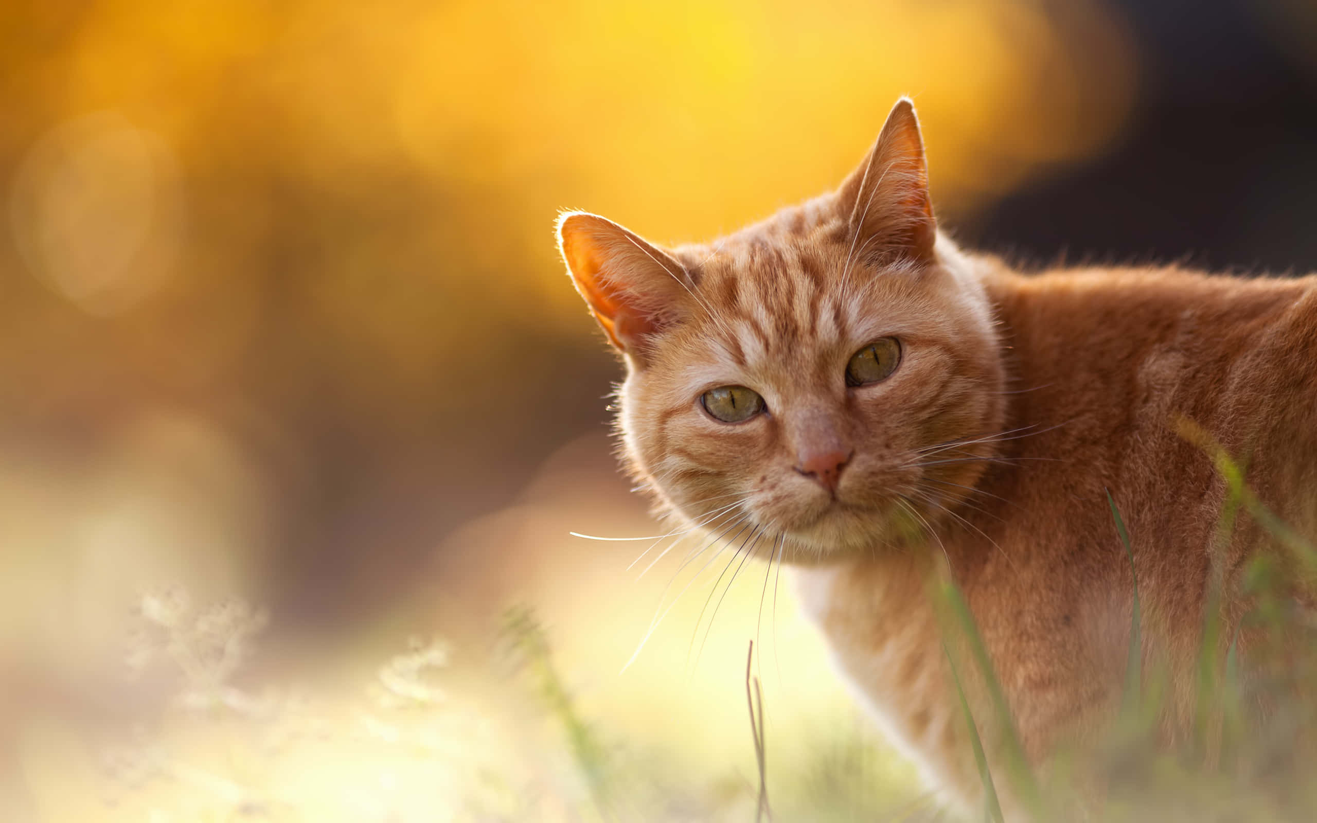Red Cat 桌布 壁紙 — 一隻綠眼睛的薑貓從沐浴在金色陽光下的高草叢中平靜地凝視。