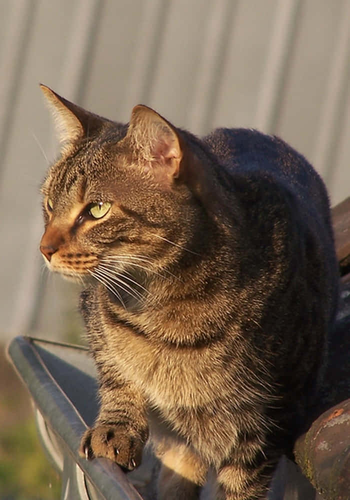 Napoleon Cat 桌布 壁紙 — 一隻綠眼虎斑貓警覺地棲息在金屬表面上，背景是沐浴在溫暖陽光下的波紋牆。