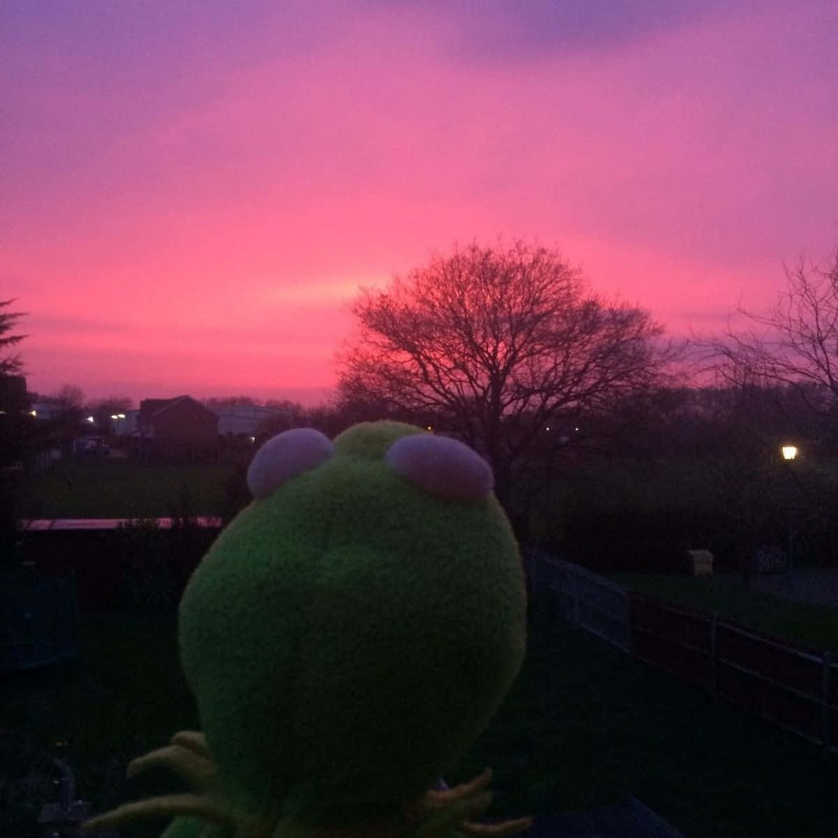 Aesthetic Frog 桌布 壁紙 — 一隻綠色毛絨青蛙凝視著光禿禿的樹木和遠處房屋上方充滿活力的粉紅色和紫色日落。