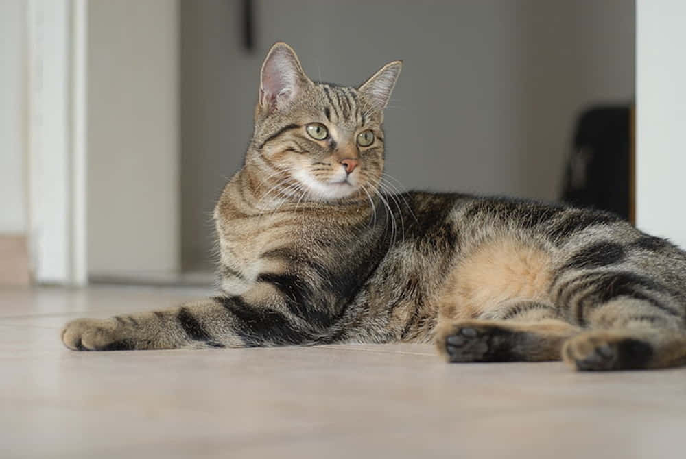 Brazilian Shorthair 桌布 壁紙 — 一隻綠色眼睛嘅虎斑貓喺室內淺色木地板上放鬆休息。