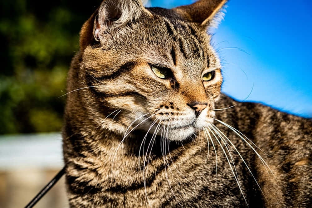 Brazilian Shorthair 桌布 壁紙 — 一隻綠色眼睛嘅虎斑貓喺明亮藍天背景下專注凝視嘅特寫。