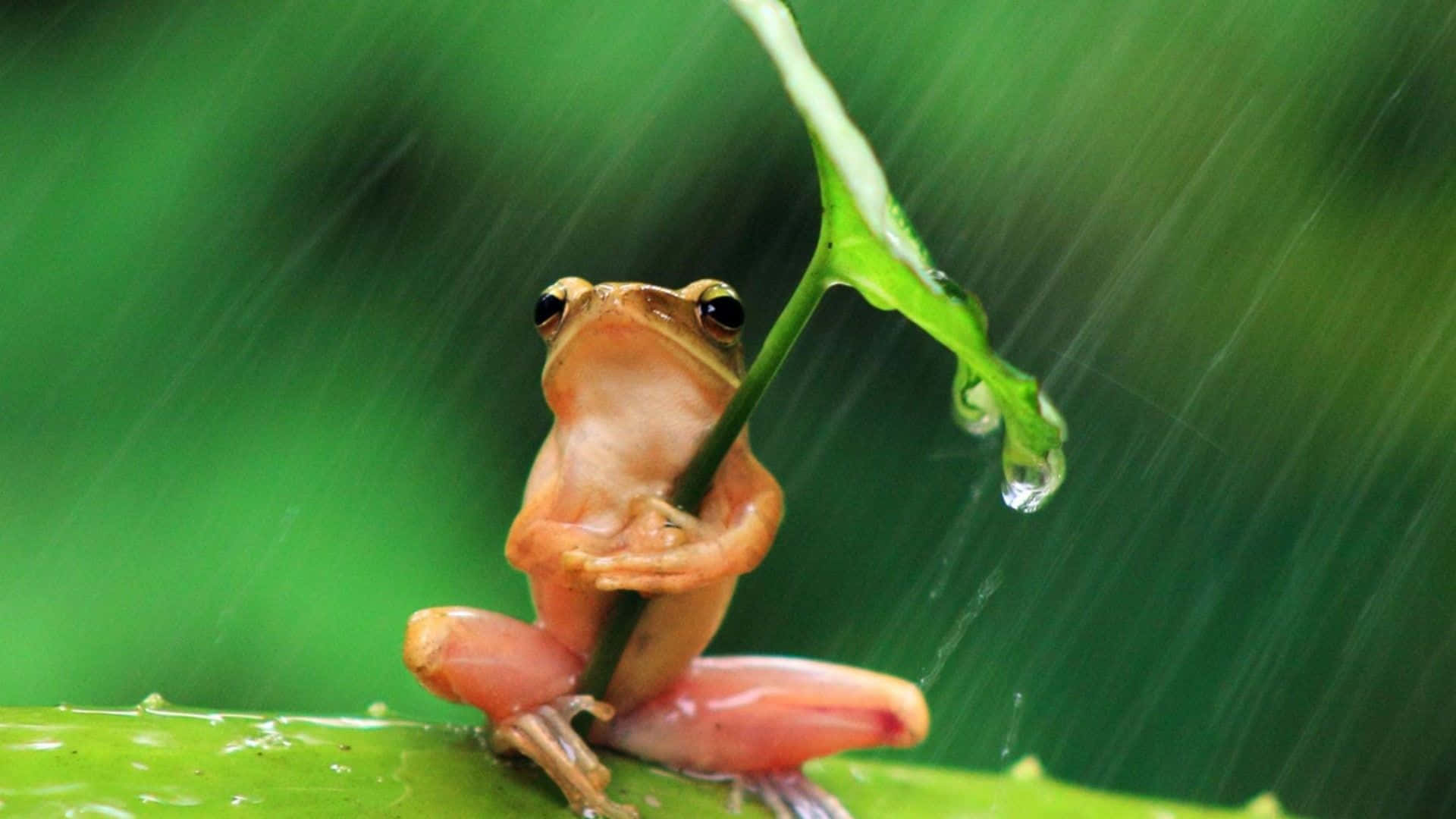 一隻小青蛙在陣雨中棲息在葉子上，上方葉子掛著一滴水珠。