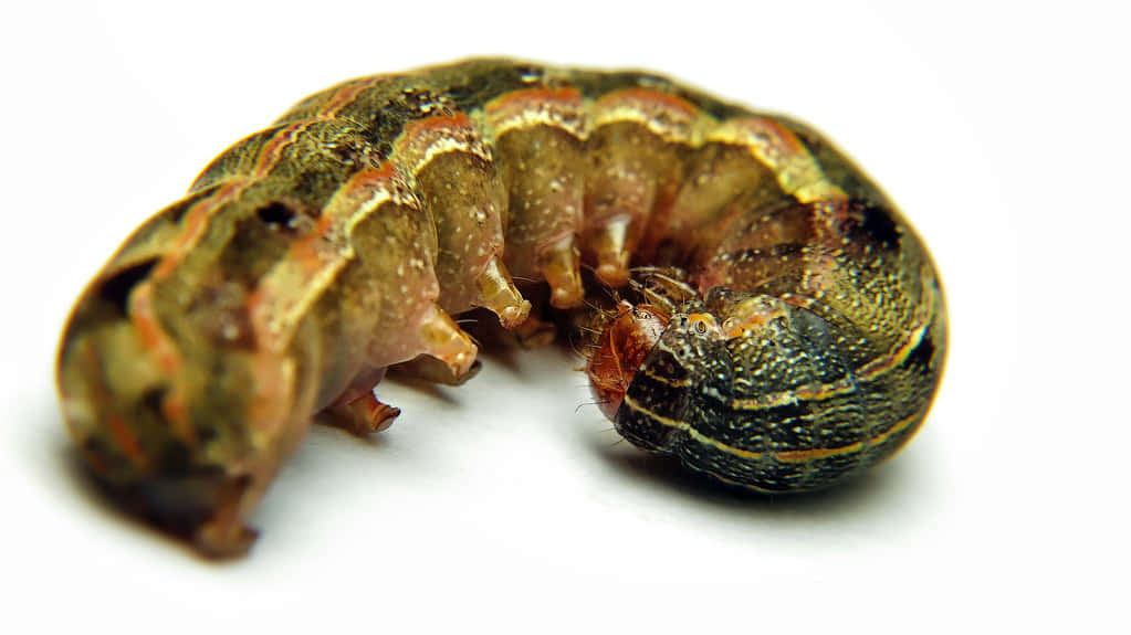 Caterpillar Transformation 桌布 壁紙 — 一隻綠褐色毛蟲蜷縮在純白背景上的特寫微距照片，展現其分節的身體和細小的腳。