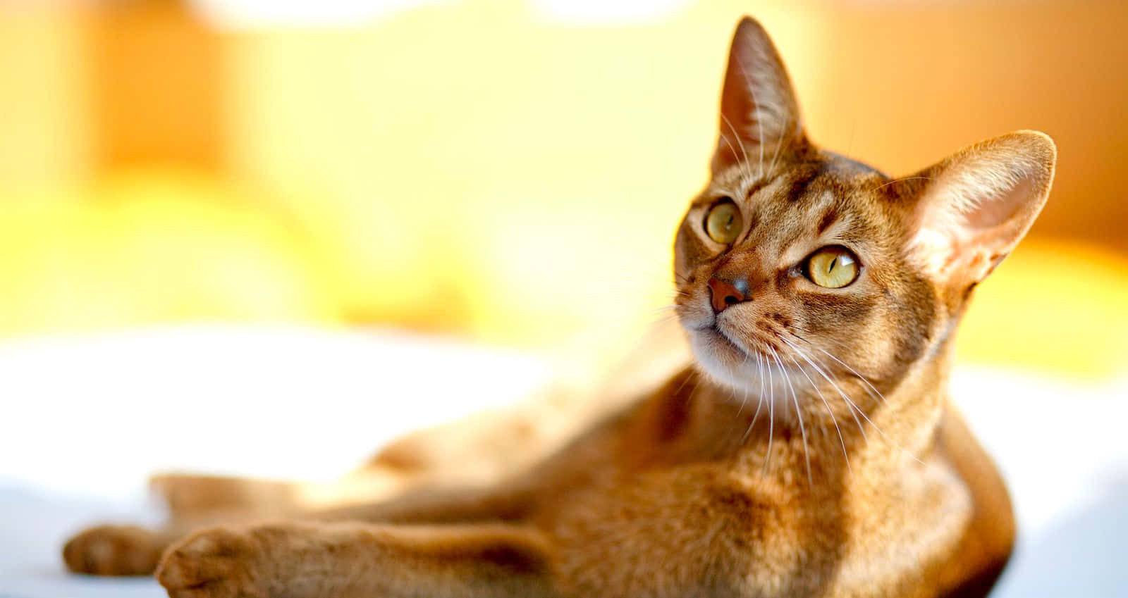 Abyssinian 桌布 壁紙 — 一隻線條流暢、擁有金色眼睛的阿比西尼亞貓在溫暖的陽光下休憩，其毛髮在柔和的模糊背景襯托下閃耀著琥珀色光澤。