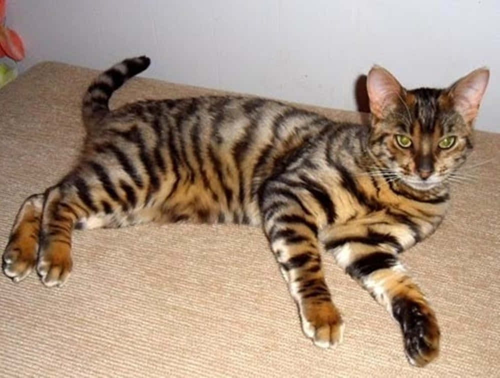 Toyger 桌布 壁紙 — 一隻線條流暢嘅虎斑貓，擁有引人注目嘅綠色眼睛，喺米色地毯上放鬆休息。