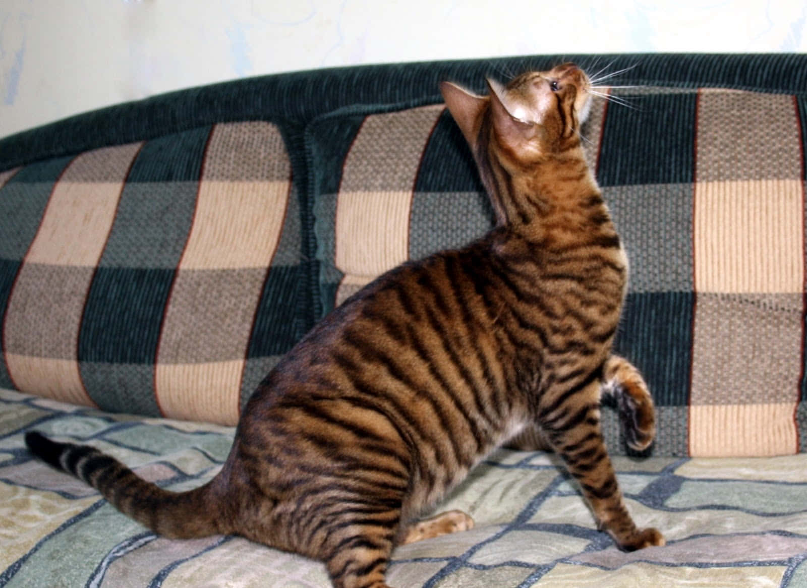 Toyger 桌布 壁紙 — 一隻線條流暢的孟加拉貓，帶有引人注目的雲石紋毛皮，警覺地坐在格仔梳化上，好奇地抬起頭。