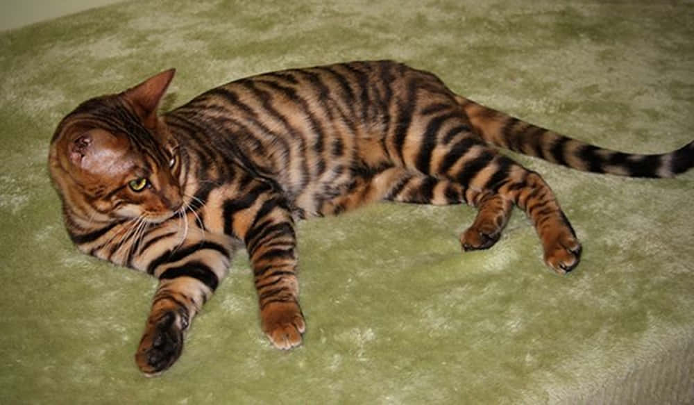 Toyger 桌布 壁紙 — 一隻線條流暢的孟加拉貓，帶有引人注目的黑色和棕色玫瑰花紋，放鬆地躺在柔軟的綠色地毯上。
