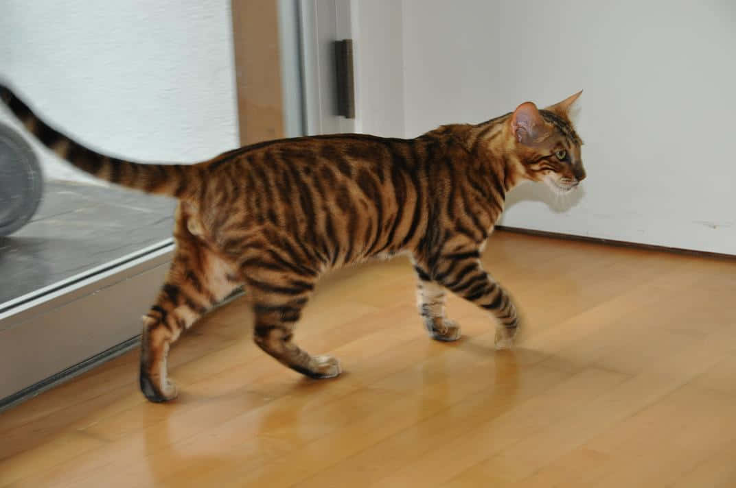 Toyger 桌布 壁紙 — 一隻線條流暢的孟加拉貓，帶有引人注目的大理石紋毛皮，自信地走過玻璃門附近的拋光木地板。