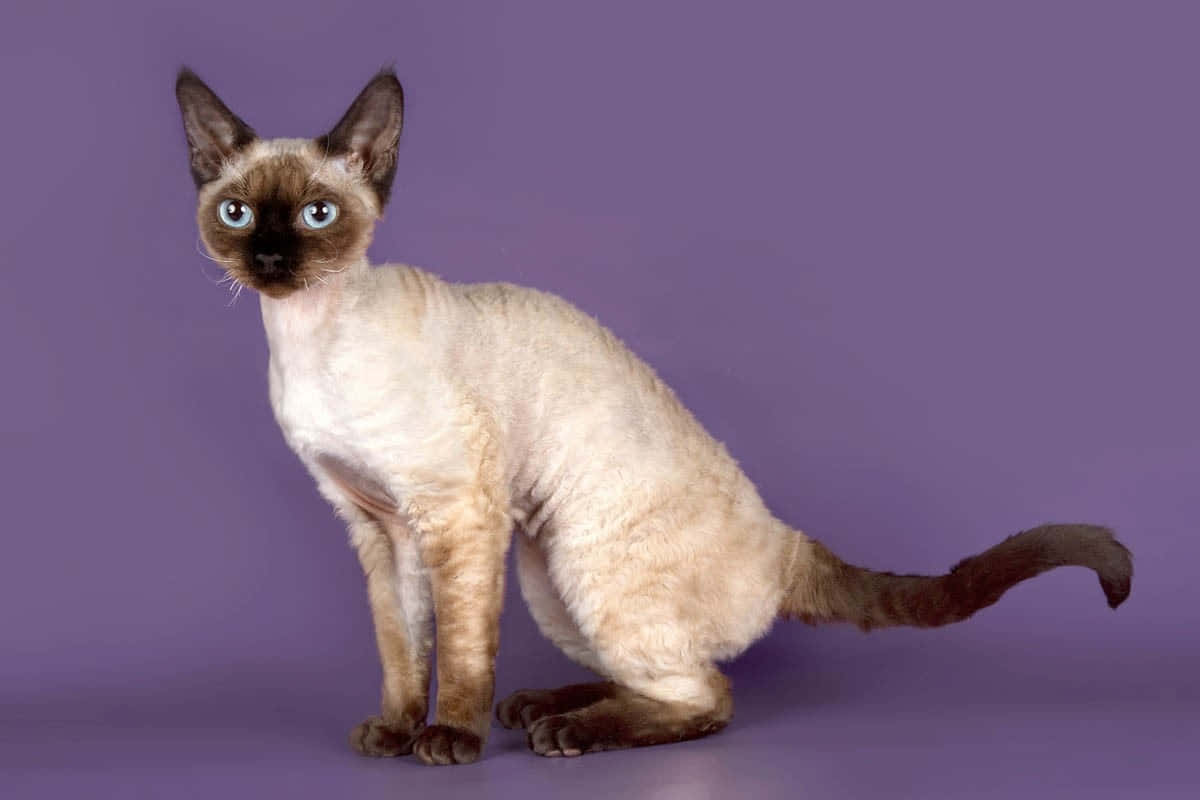 Devon Rex 桌布 壁紙 — 一隻線條流暢的暹羅貓，擁有引人注目的藍色眼睛和奶油色毛髮，端坐在純紫色攝影棚背景前。