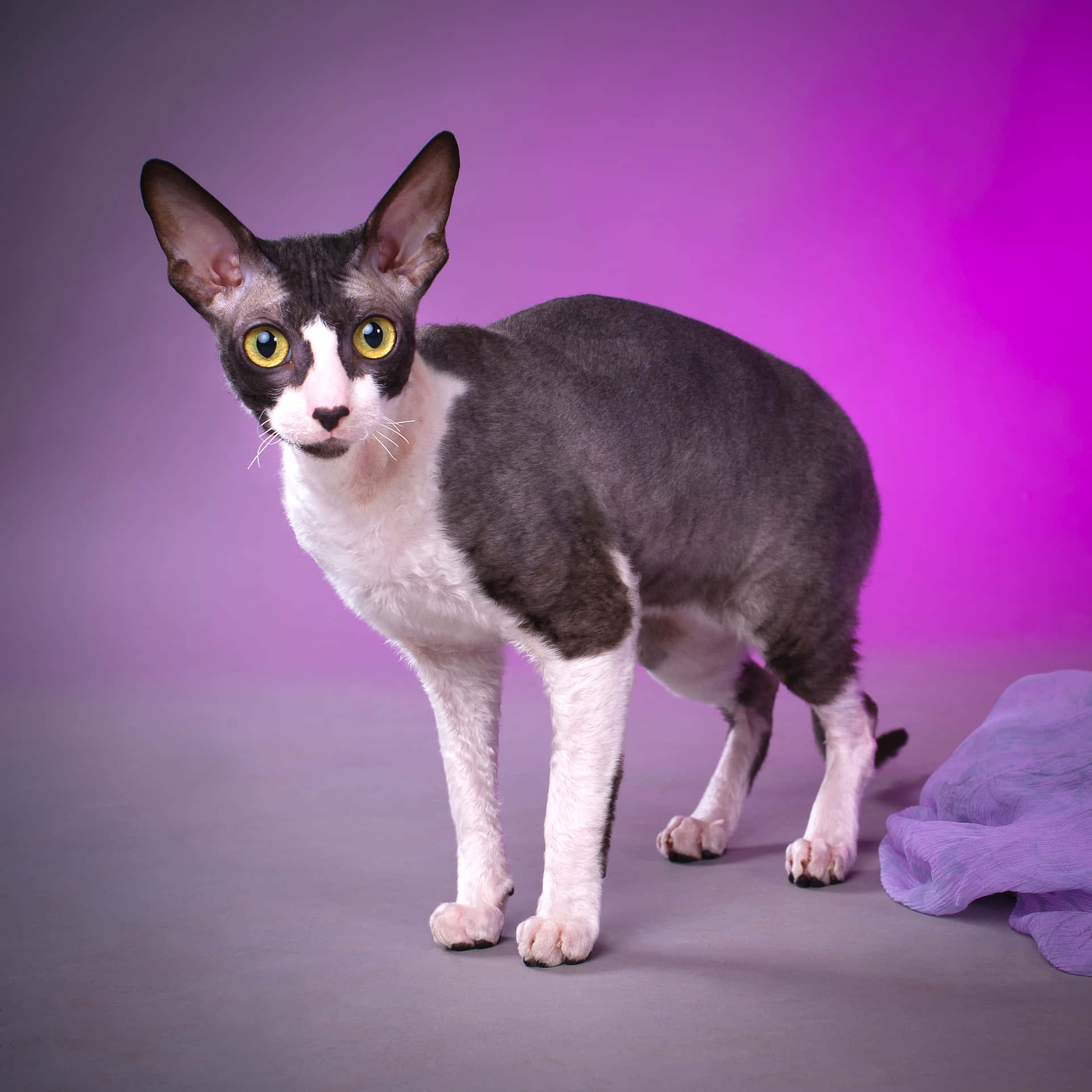 Cornish Rex 桌布 壁紙 — 一隻線條流暢的柯尼斯捲毛貓，擁有引人注目的黃色眼睛，在充滿活力的紫色漸變背景前優雅站立。