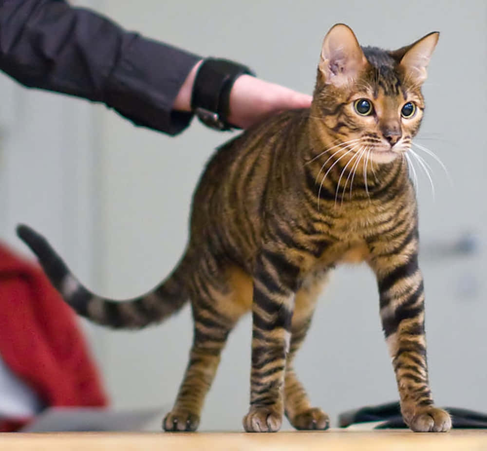 Toyger 桌布 壁紙 — 一隻線條流暢的棕色虎斑貓，擁有引人注目的藍色眼睛，警覺地站在木質表面上，一隻手輕輕撫摸牠的背部。