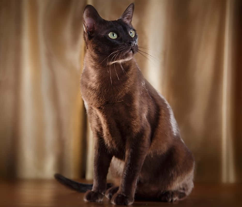 Tonkinese 桌布 壁紙 — 一隻線條流暢的棕色貓咪，擁有引人注目的綠色眼睛，端坐在木地板上，背景是柔軟的金色窗簾。
