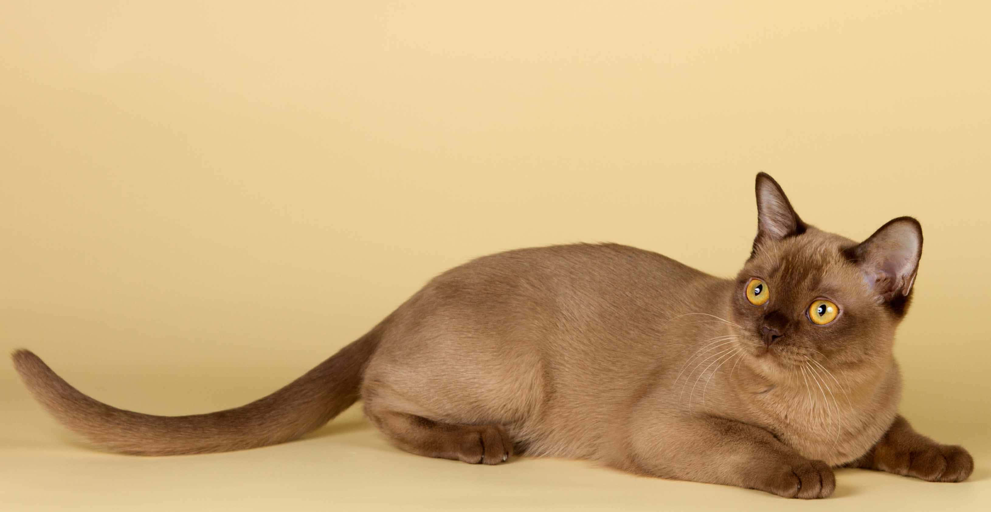 Burmese Cat 桌布 壁紙 — 一隻線條流暢的棕色貓咪，擁有引人注目的黃色眼睛，優雅地倚靠在柔和的米色背景上。