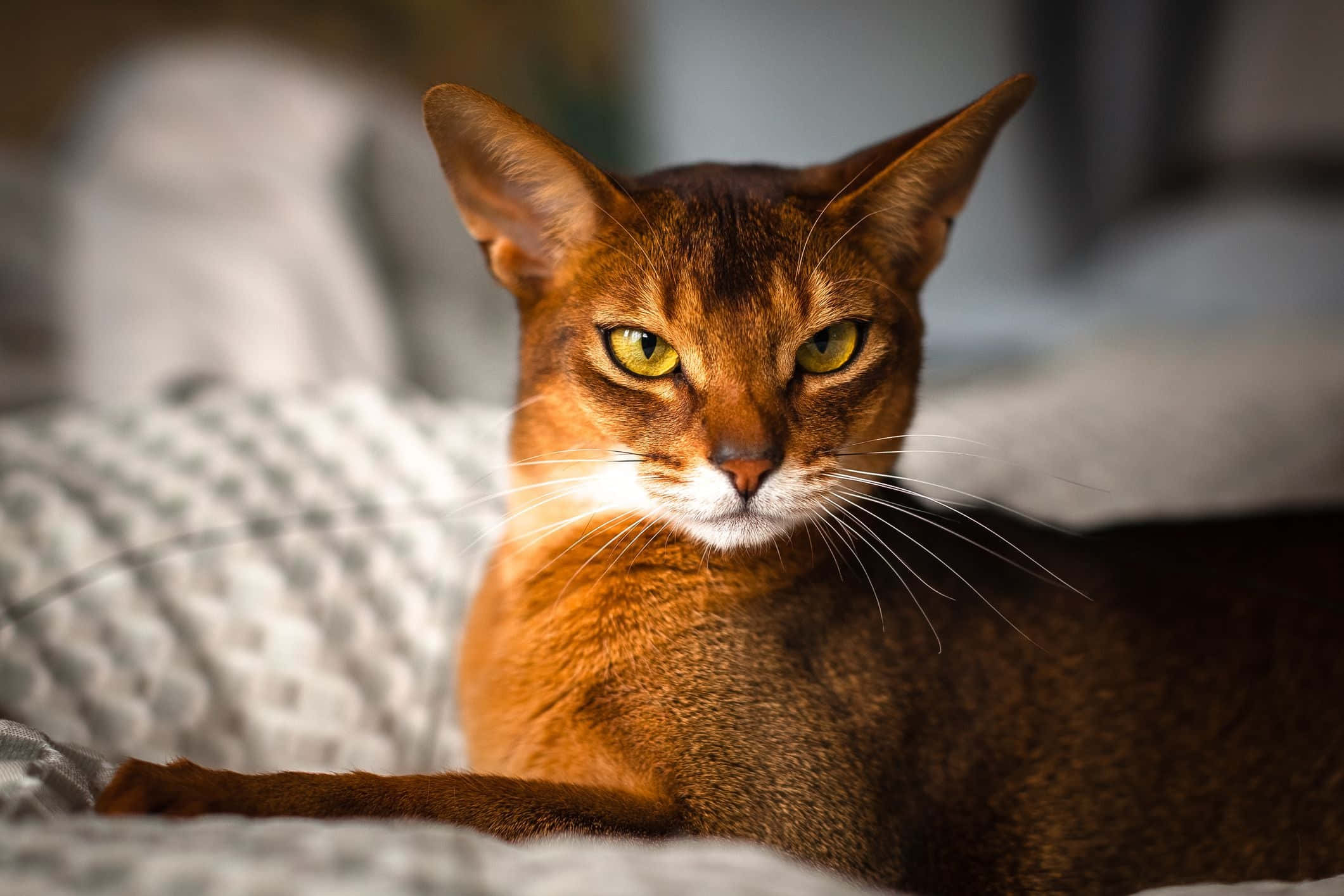 Abyssinian 桌布 壁紙 — 一隻線條流暢的棕色阿比西尼亞貓，有著引人注目的黃色眼睛，警覺地休息在一張有紋理的灰色毯子上。