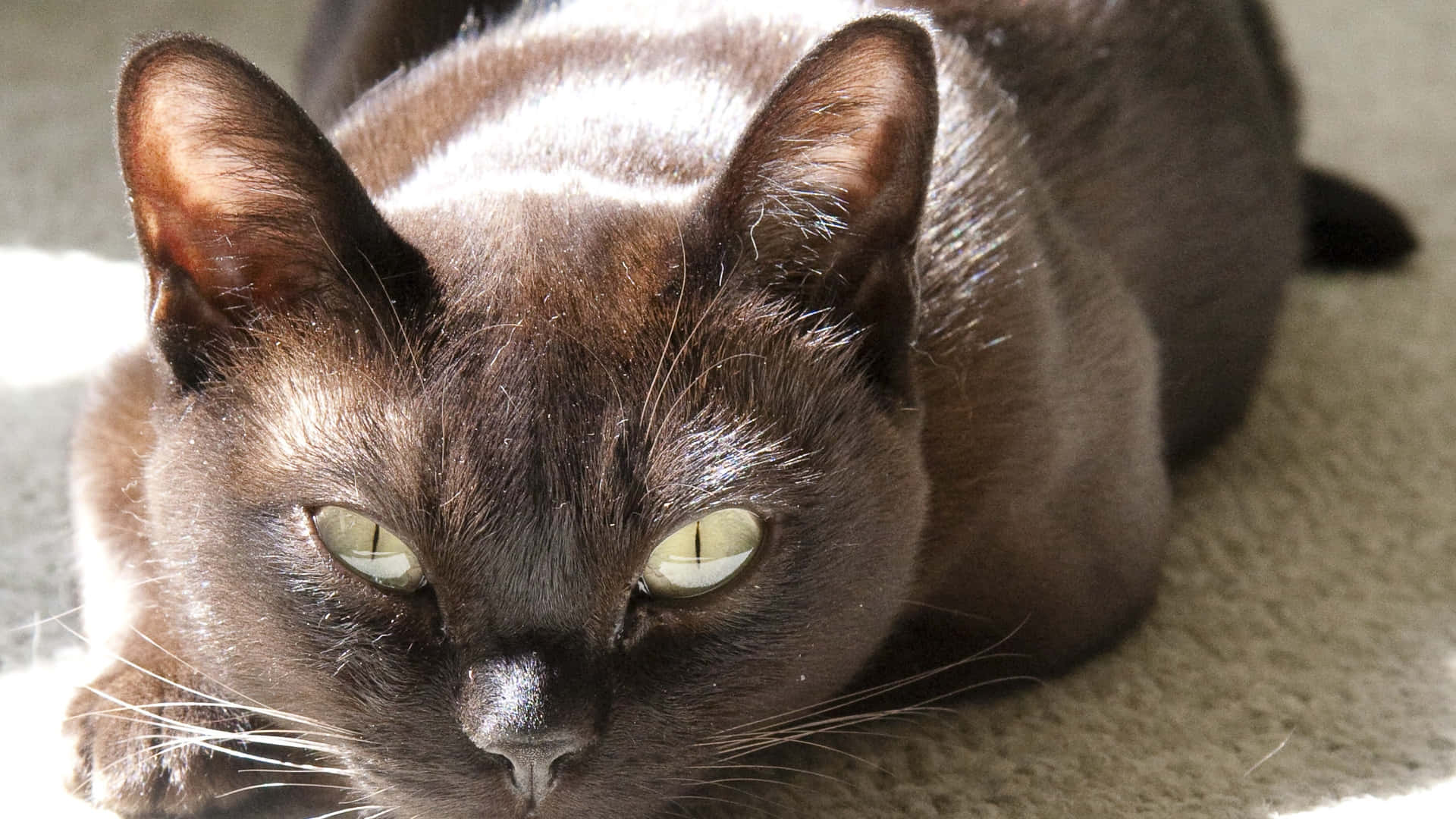 Burmese Cat 桌布 壁紙 — 一隻線條流暢的深棕色貓咪，擁有引人注目的綠色眼睛，在溫暖陽光沐浴下的柔軟米色地毯上安然休息。