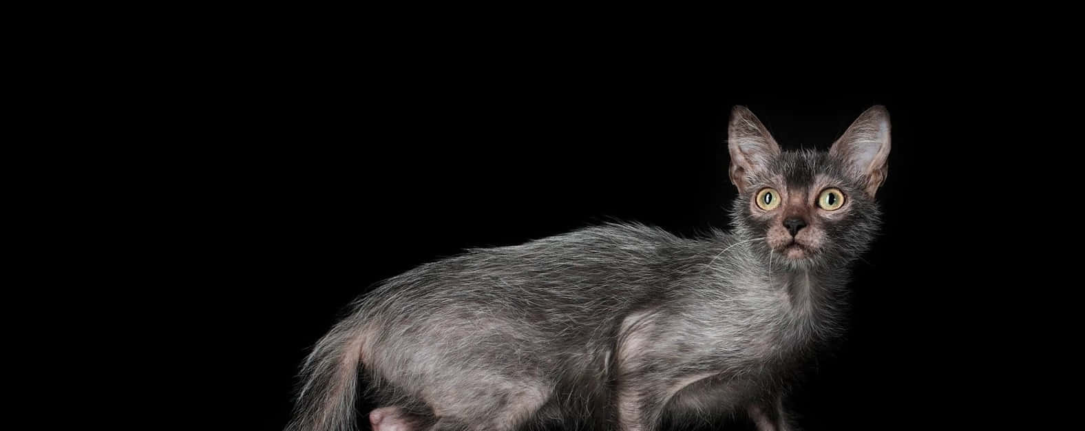 Lykoi 桌布 壁紙 — 一隻線條流暢的灰色貓咪，擁有引人注目的黃色眼睛，在純黑色背景前警覺地站立。