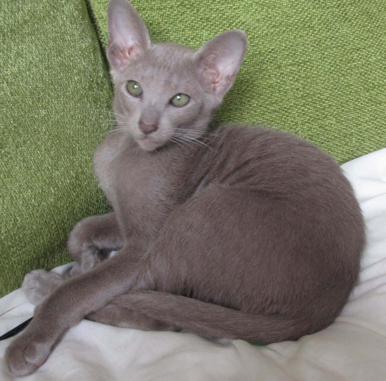 Thai Lilac Cat 桌布 壁紙 — 一隻線條流暢的灰色貓咪，擁有引人注目的綠色眼睛，正躺在一張綠色紋理沙發墊上。