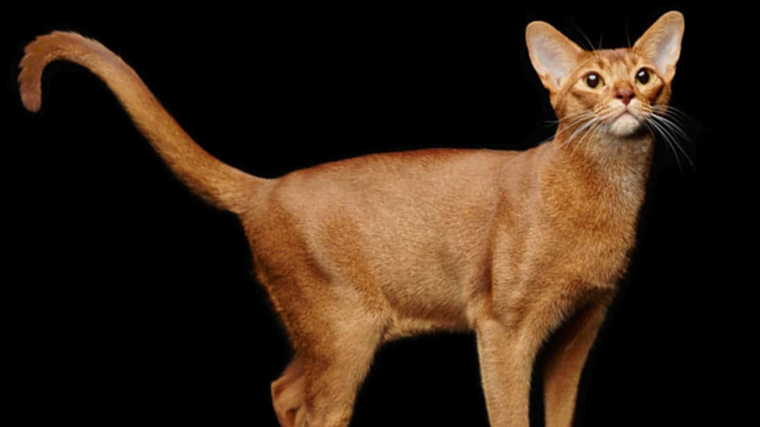 Abyssinian 桌布 壁紙 — 一隻線條流暢的薑黃色阿比西尼亞貓在純黑背景前優雅站立，豎起的耳朵和彎曲的尾巴突顯其優雅姿態。