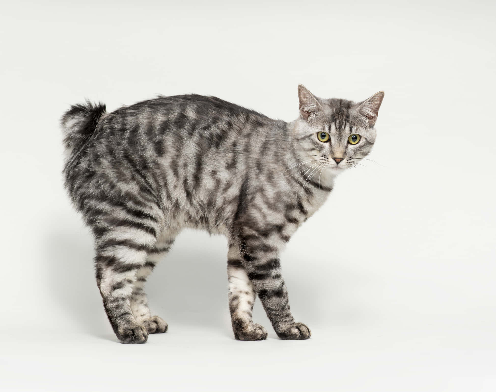 American Bobtail 桌布 壁紙 — 一隻線條流暢的銀色虎斑貓，擁有引人注目的綠色眼睛，站在潔白的背景前。