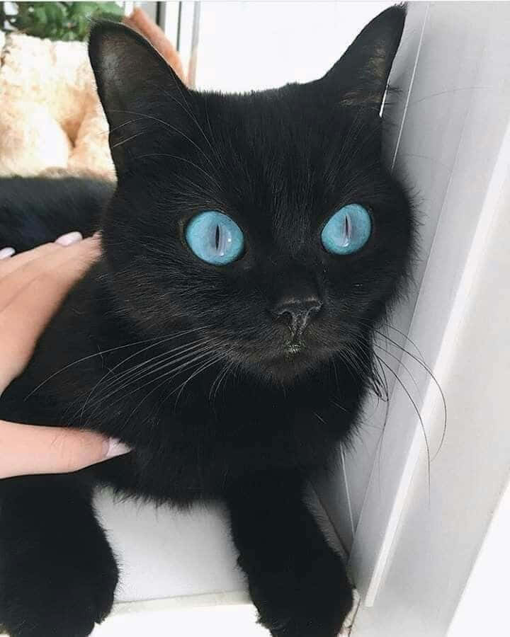Ojos Azules Cat 桌布 壁紙 — 一隻線條流暢的黑貓，擁有引人注目的明亮藍眼睛，正被人手輕輕撫摸的特寫。