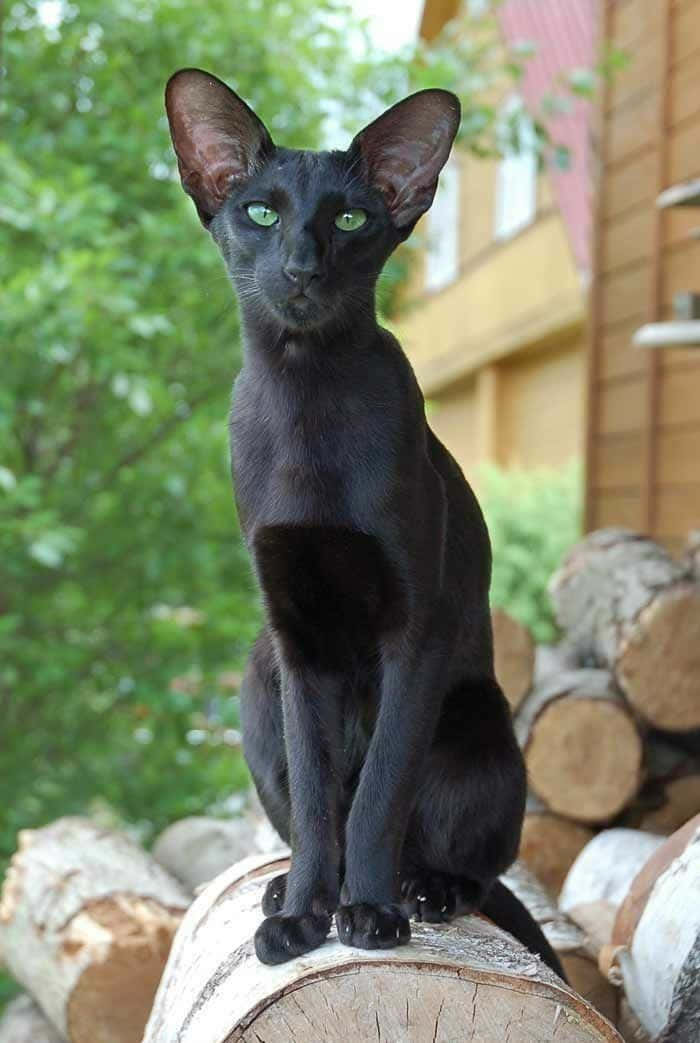 Oriental Shorthair 桌布 壁紙 — 一隻線條流暢的黑貓，擁有引人注目的綠色眼睛，警覺地棲息在陽光普照的花園中一堆風化的圓木頂上。