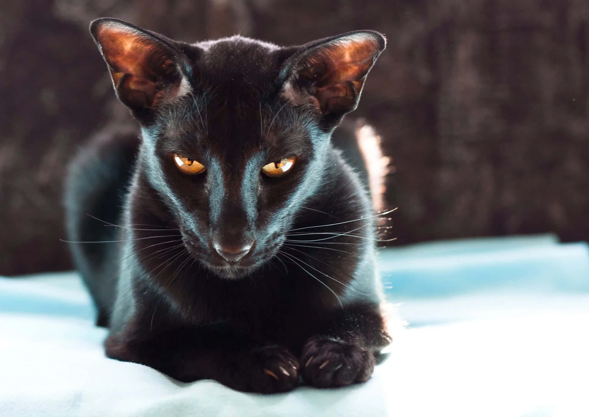 Oriental Shorthair 桌布 壁紙 — 一隻線條流暢的黑貓，擁有琥珀色發光的眼睛，警覺地休息在柔軟的藍色表面上，背景是深色紋理。