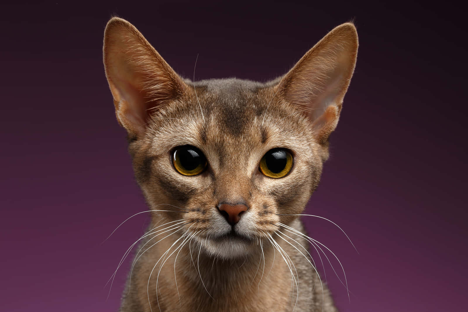 Abyssinian 桌布 壁紙 — 一隻纖細的棕色貓咪特寫，擁有琥珀色大眼睛，在深紫色漸變背景前凝視著。