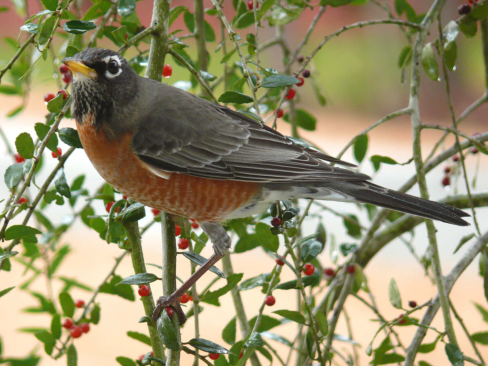 robin 桌布 壁紙 — 一隻美洲知更鳥棲息在結滿鮮紅色果實和茂密綠葉的樹枝上。