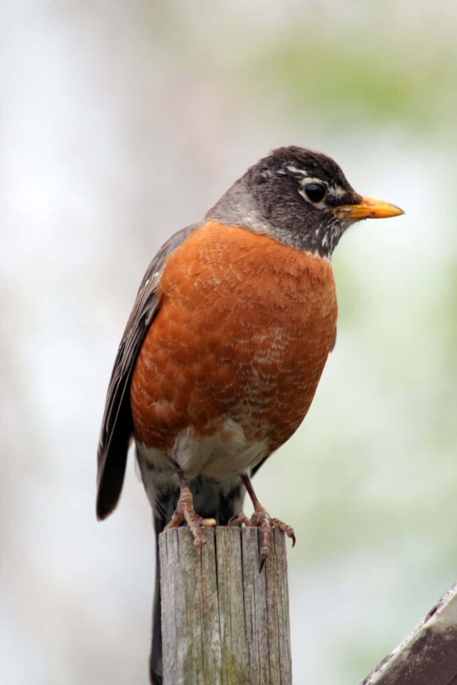 robin 桌布 壁紙 — 一隻美洲知更鳥警覺地棲息在風化的木柱上，背景是柔和模糊的綠色。