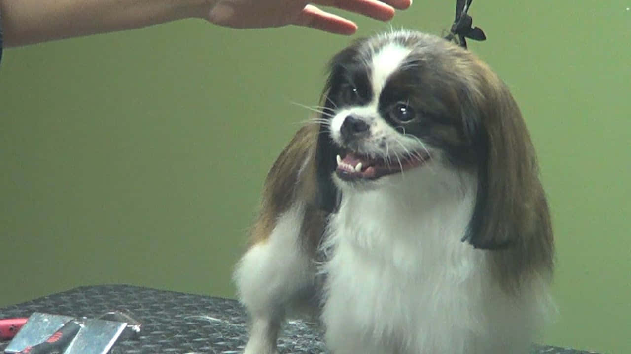 一隻美麗的北京犬幼犬 壁紙 — 一隻快樂嘅日本狆狗，長有絲質長毛，坐喺美容枱上，一隻手喺佢頭頂上方盤旋。