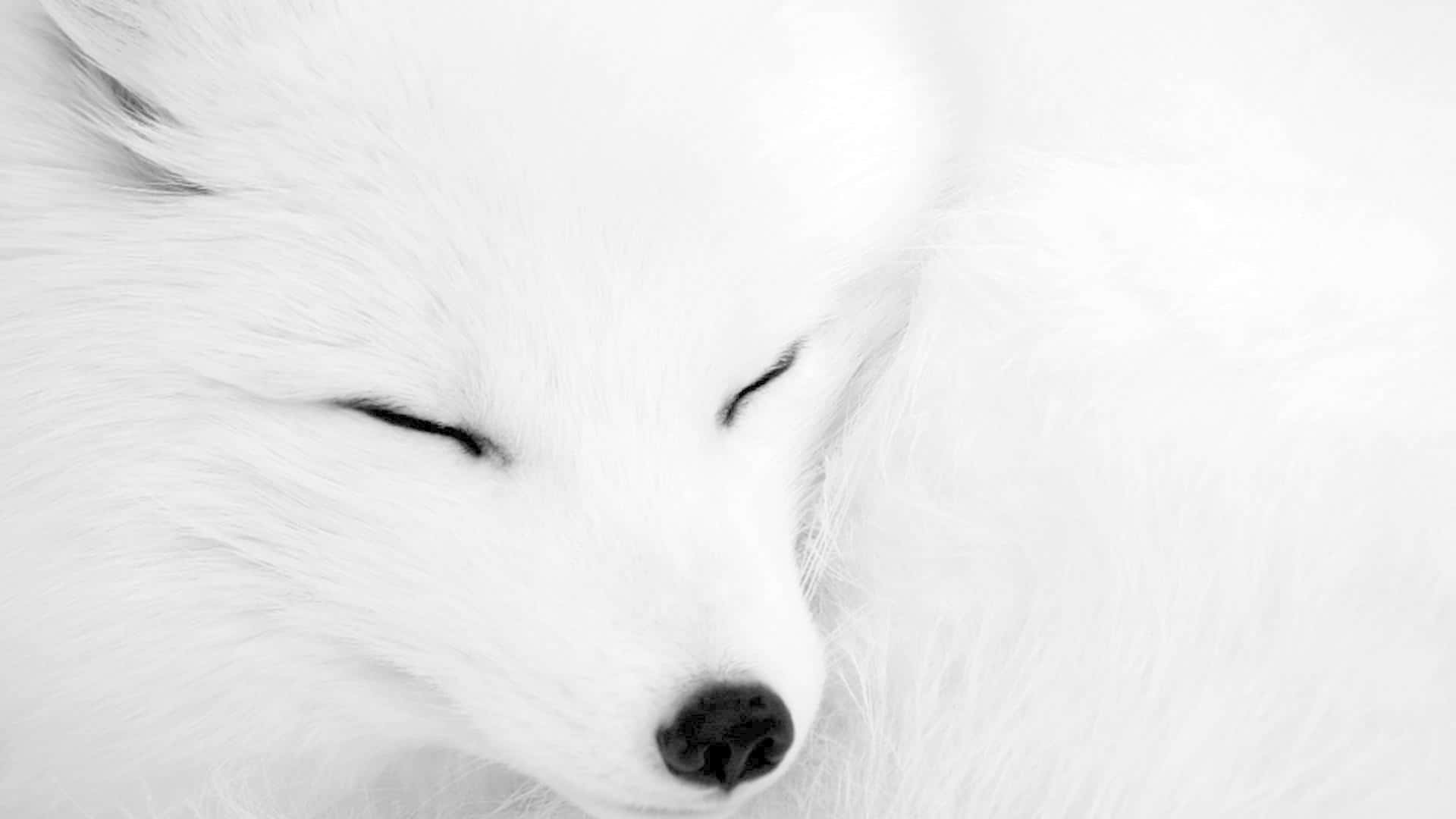 一隻白狐在雪中安詳地睡著。