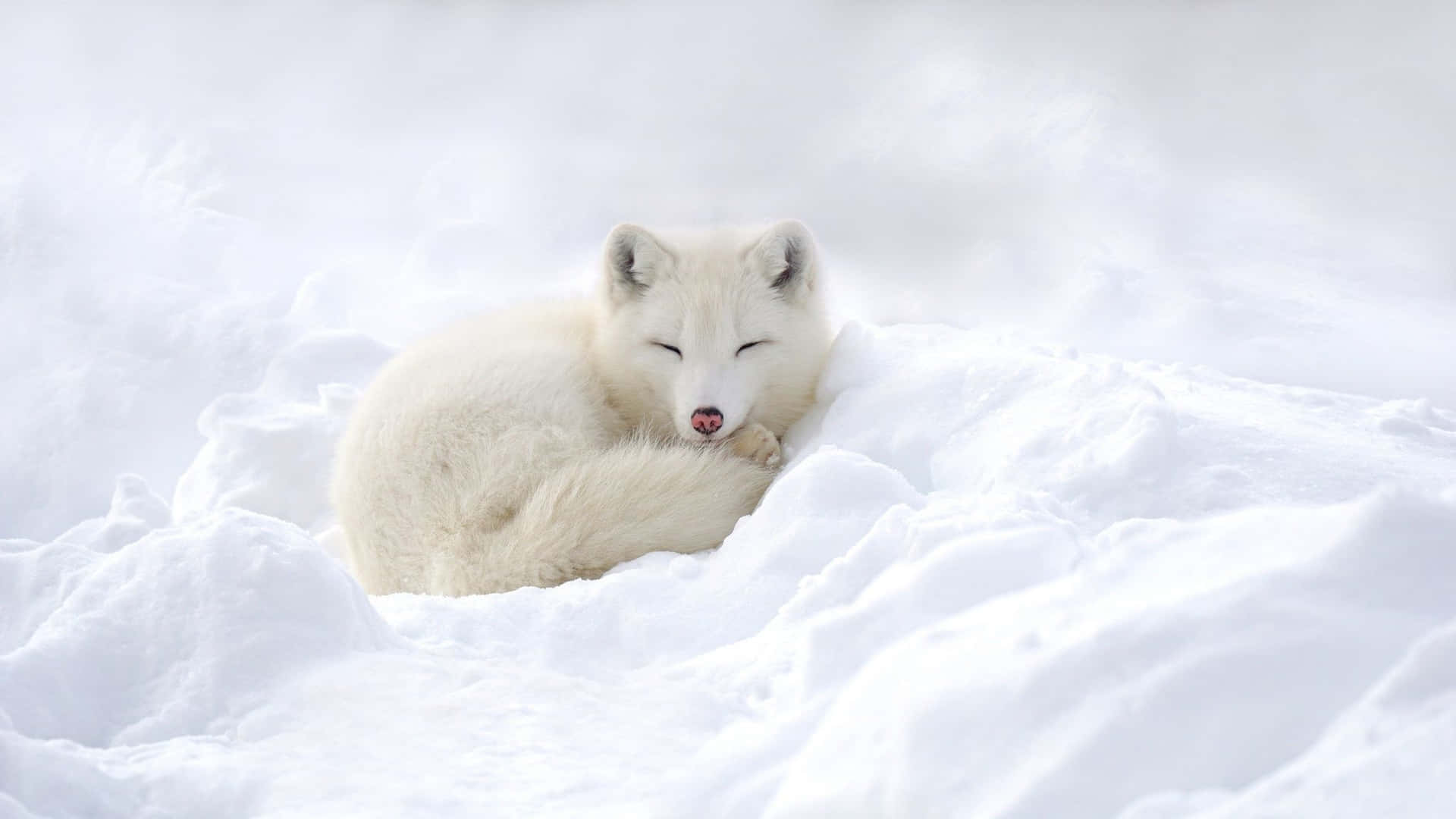 一隻白色北極狐蜷縮在雪中睡覺