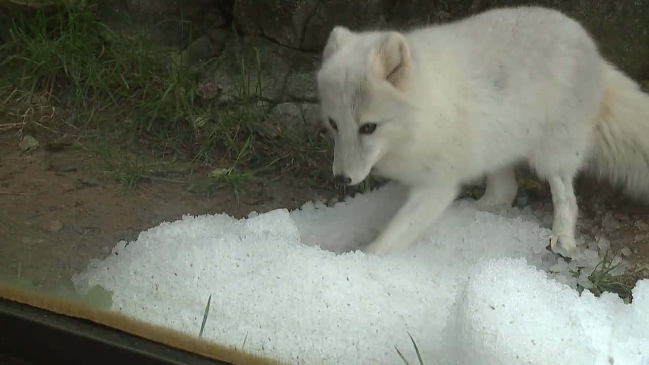 白色北極狐踏進靠近草叢和岩石的雪堆中。